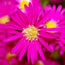 Aster nova-belgii Winston Churchill